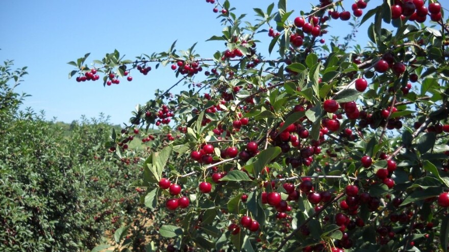 Uzgoj višanja zahteva modernizaciju