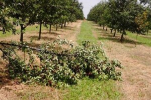 Stradalim voćnjacima pružite anti-šok terapiju