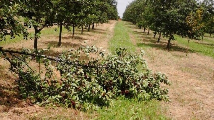 Stradalim voćnjacima pružite anti-šok terapiju