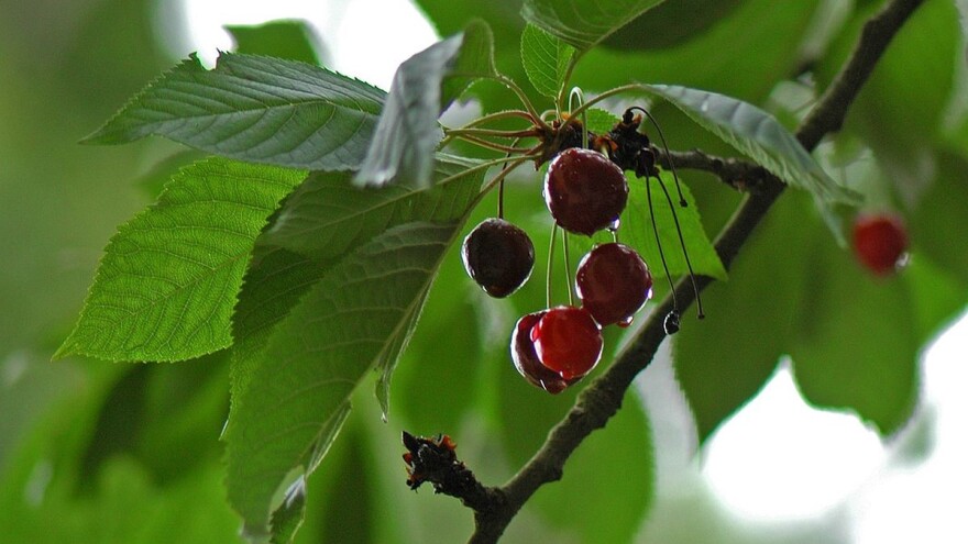 Kako pravilno obaviti prihranu višnje?