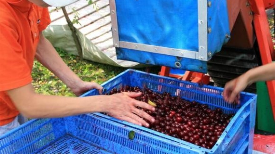 Prvi zasad višanja u Bačkoj Palanci