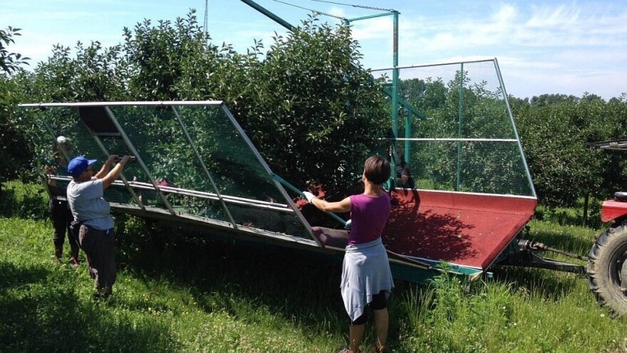 Prednosti i mane mašinske berbe višanja