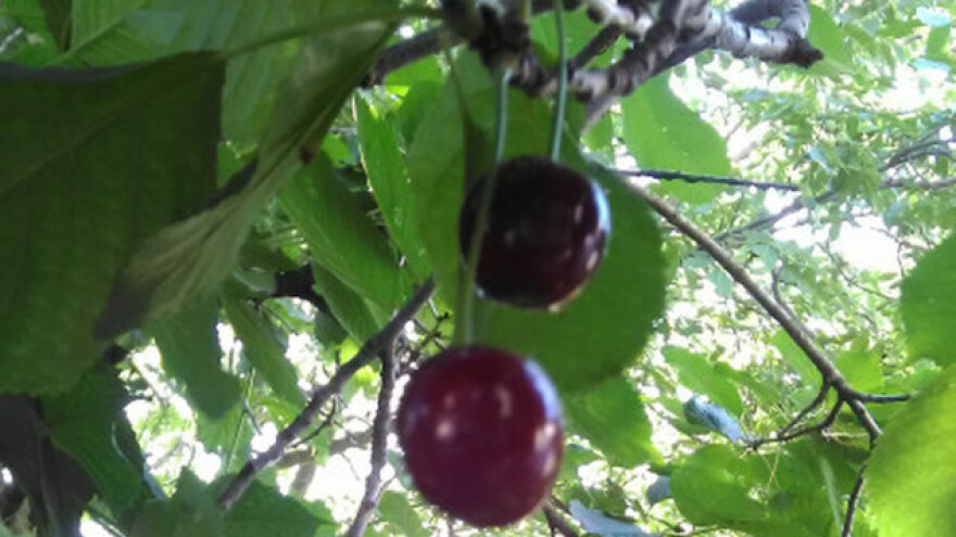 Voćarstvo isplativije od povrtarstva