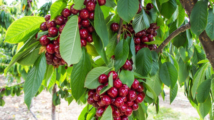 Za višnjom  uvijek postoji velika potražnja