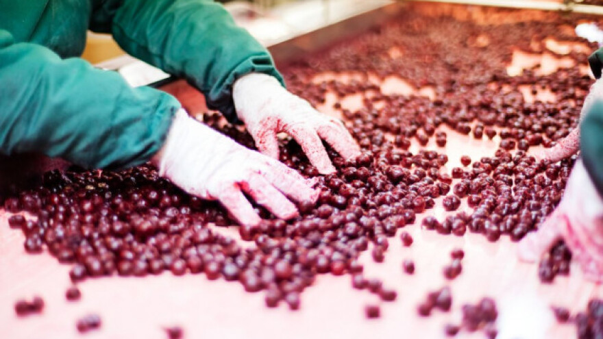 Proizvodnja višnje u Mađarskoj manja za 30 posto