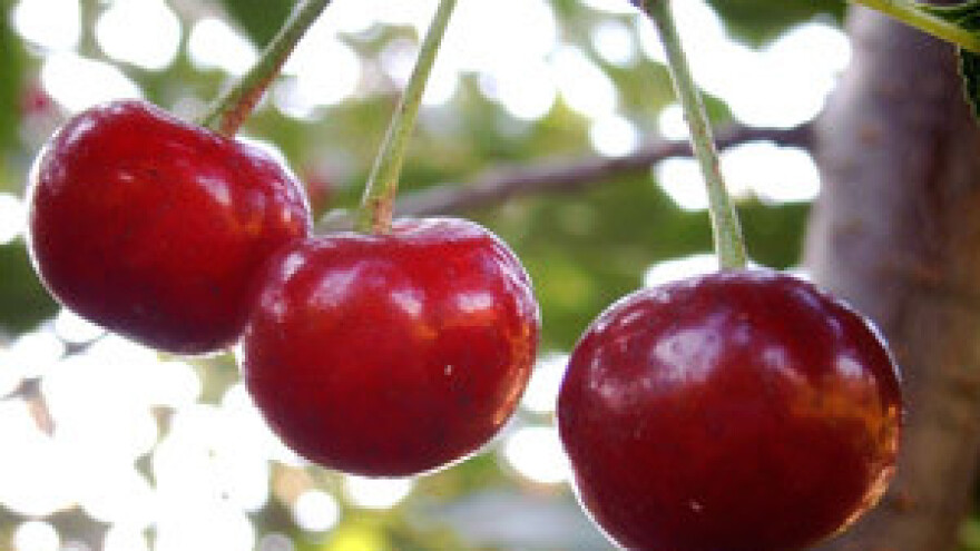 Posjekli stabala višnje zbog niske otkupne cijene