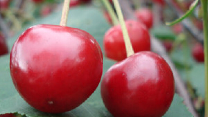 Najava svjetlije budućnosti maraške