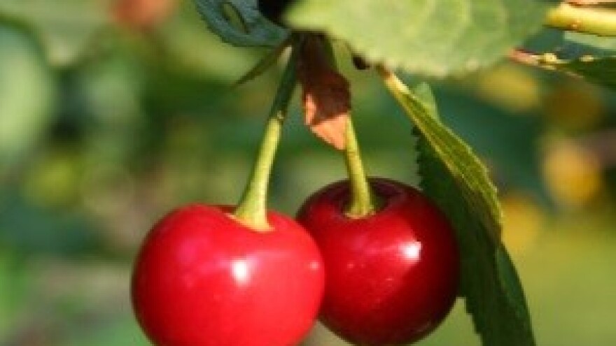 U najveći ekovišnjik na svijetu uloženo deset milijuna kuna