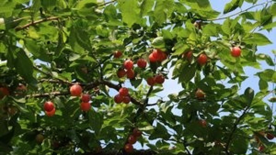 Mjere u zaštiti višnje