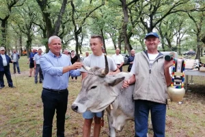 Višnjan ugostio već 21. izložbu rasplodnih grla istarskog goveda