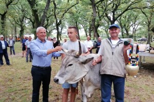 Višnjan ugostio već 21. izložbu rasplodnih grla istarskog goveda