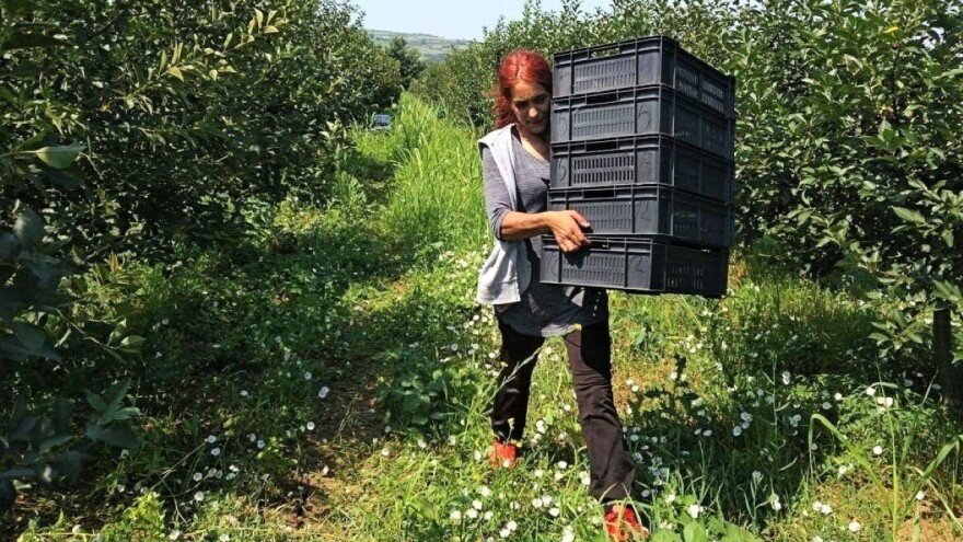 Berba višanja u Merošini na pomolu - bez nade da će cena biti bolja?