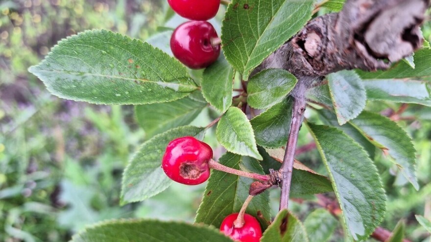 Voće i povrće pogođeno gradom treba zaštititi od daljeg propadanja