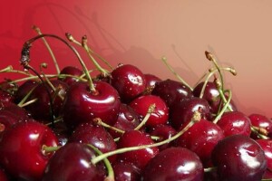 Otkupna cijena maraske za dogodine - previsoka