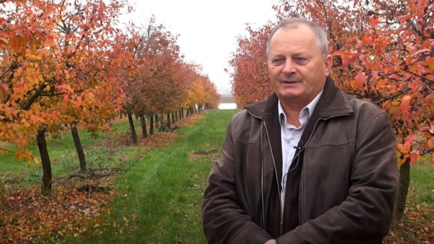 Koje su prednosti organske gnojidbe trajnih nasada višanja?