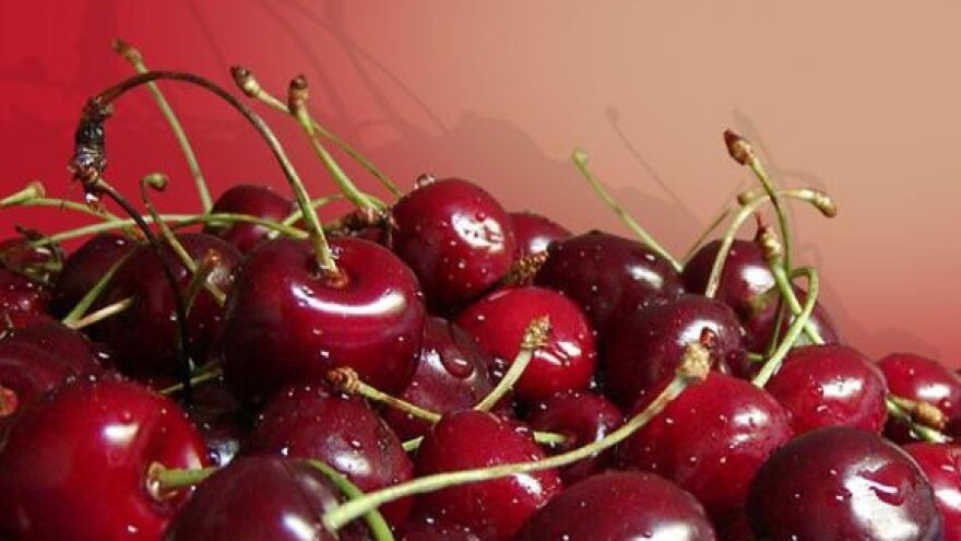 Otkupna cijena maraske za dogodine - previsoka