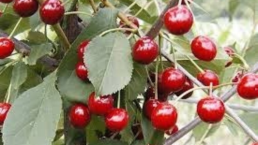 Nasadi koštičavoga voća na bjelovarskom području