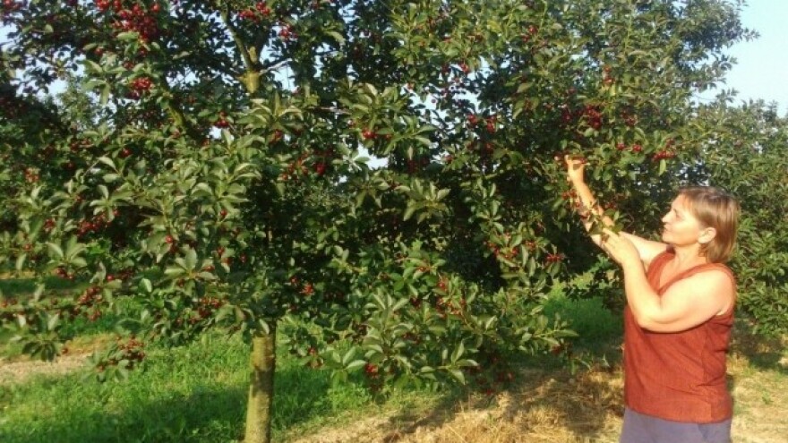 Urod višnje odličan, kvaliteta lošija, cijena niža