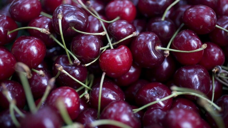 Proizvođači ogorčeni: Otkupna cena višnje upola manja nego lane