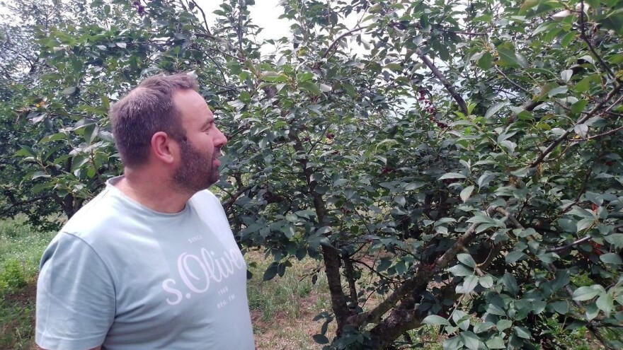 Na plantaži LiIa uvjereni kako će kombinacijom nasada višanja i lijeske uspješno opstati