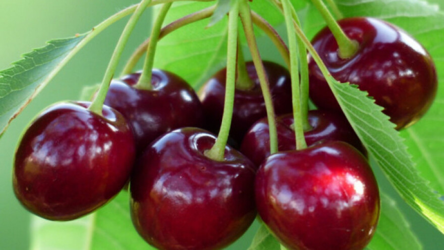 Napustio katedru i posvetio se voćarstvu