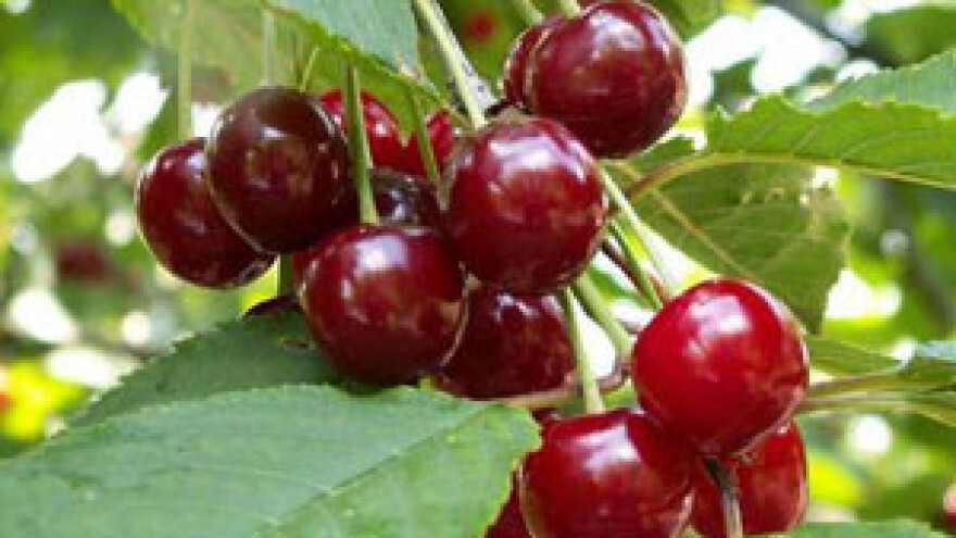 Zavoreo: Otkupninu za maraške ćemo isplaćivati unaprijed