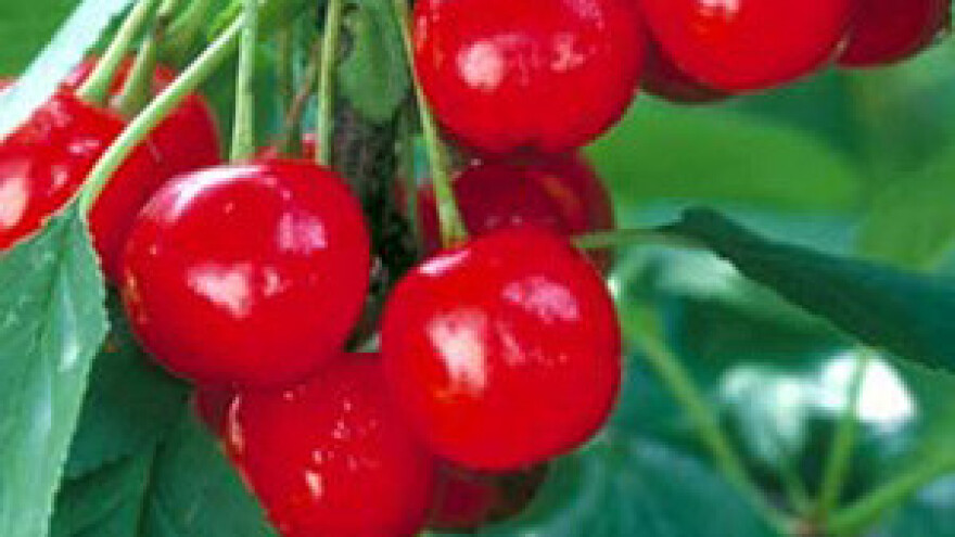 Preradit će se kompletna domaća proizvodnja višanja