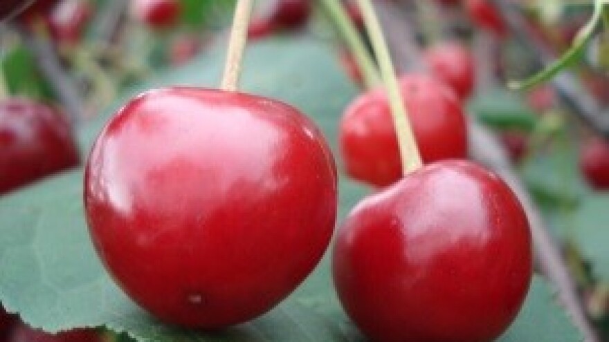 U Srbiji zbog otkupne cijene višanja prijete blokadom puteva