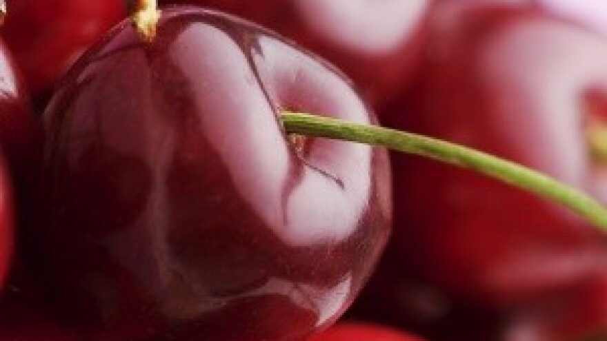 Strojna berba višnje maraske