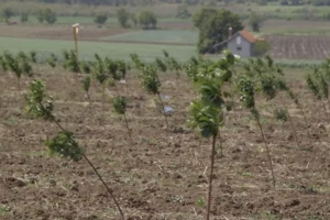 Višnja dobra za početnike u voćarstvu