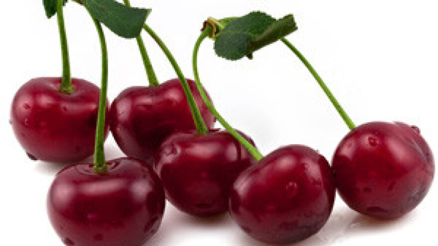 Dobar urod na plantaži višanja