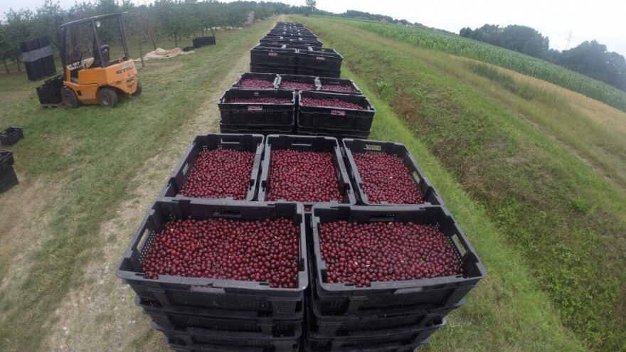 U Prokuplju nezadovoljni otkupnom cenom višnje