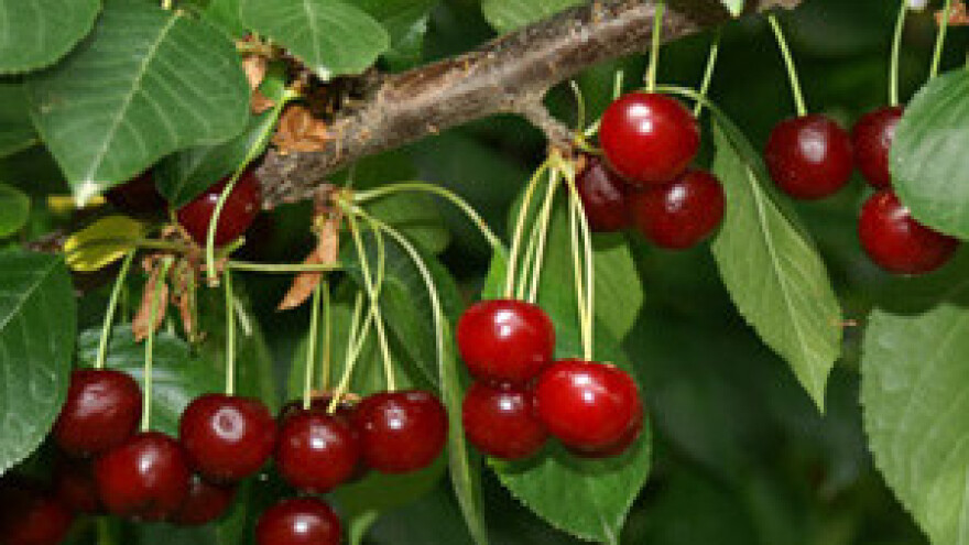 Promicanje ekološkog uzgoja višnje maraske