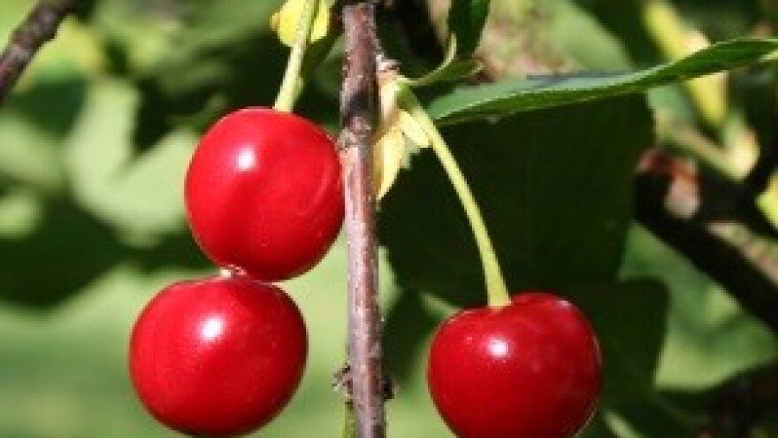 EU dođite na višnjevac