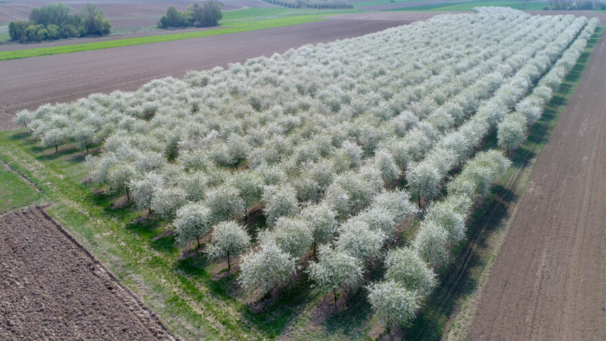 Procvale višnje obukle ravnicu u raskošnu nošnju
