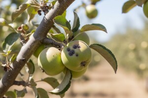 Visoke temperature pogoduju bolestima jabuka