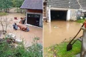 Smajić: Spasili smo Mirsadove krave, sve su steone