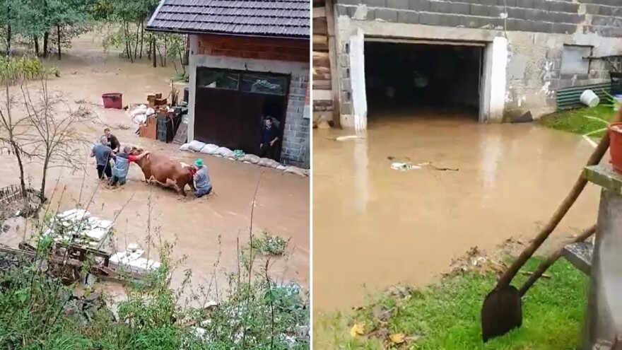 Smajić: Spasili smo Mirsadove krave, sve su steone