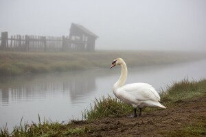 Visoko patogena influenca ptica u Cerni