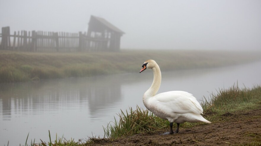 Visoko patogena influenca ptica u Cerni
