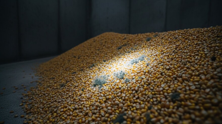 Visokotoksični kukuruz iz Srbije otkriven u Njemačkoj