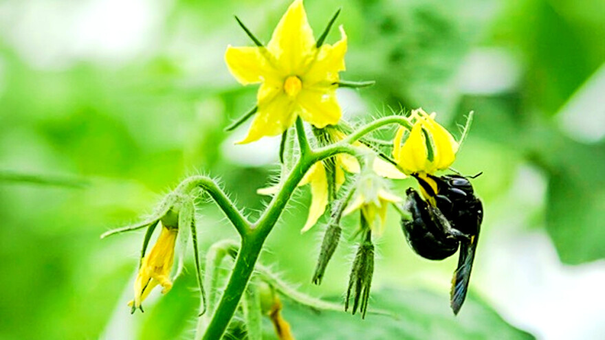 Oprašivanje rajčica u staklenicima obavljat će divlje pčele