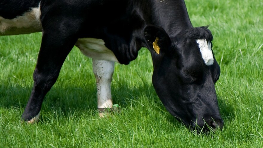 I goveda trebaju vitamine