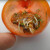 Seme proklijalo unutar paradajza - to je samo viviparija