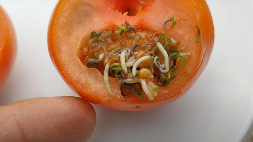 Seme proklijalo unutar paradajza - to je samo viviparija