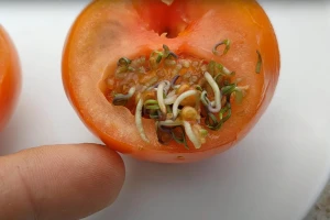 Sjeme proklijalo unutar paradajza - to je samo viviparija