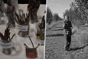 Tradicionalna razmjena starih sorti u Cerniku u spomen na Vjeku Hudolina