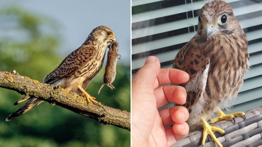 Poletarci vetruške u Agroklubu - zašto i kako smo ih spašavali?