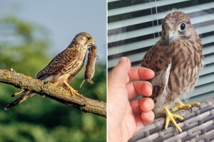 Poletarci vjetruše u Agroklubu - zašto i kako smo ih spašavali?