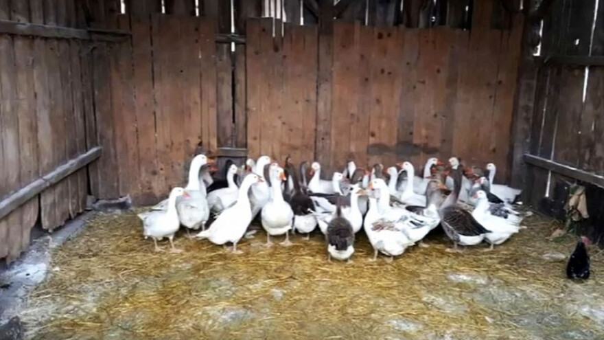 Ptičja gripa mogla se i spriječiti